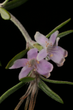 Westringia longifolia RCP4-2012 83.JPG